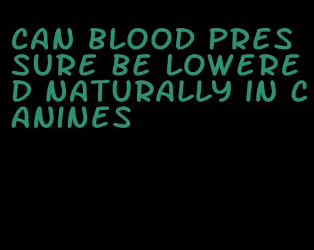 can blood pressure be lowered naturally in canines