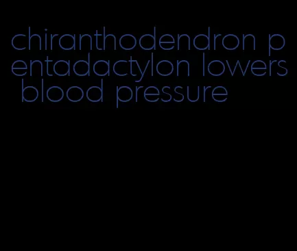 chiranthodendron pentadactylon lowers blood pressure