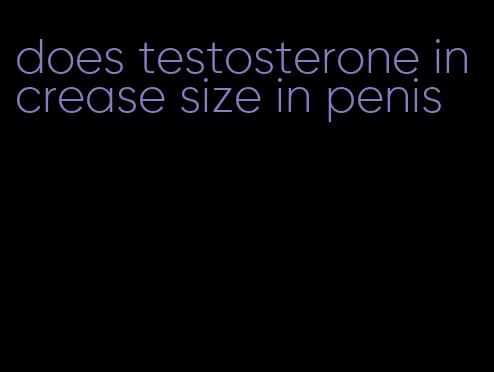 does testosterone increase size in penis