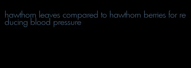 hawthorn leaves compared to hawthorn berries for reducing blood pressure