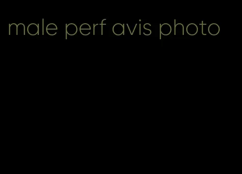 male perf avis photo