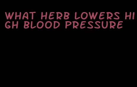 what herb lowers high blood pressure